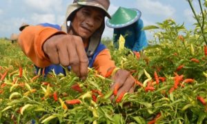 Pengaruh Cuaca Harga Cabe Melonjak