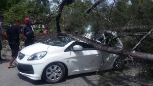 Pohon Berukuran Raksasa Tumbang Menimpah Sebuah Mobil Mini Bus