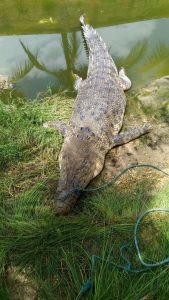 Buaya Sungai Wanggu yang Ditangkap Warga Telah Mati