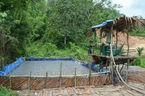 Tidak  Dilirik Pemerintah Koltim, Tanaman Sagu Terancam Punah