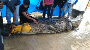 Ditemukan Buaya di Kampus Baru, Diduga Punya Saudara Kembar dengan Manusia