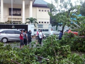 Hujan Deras, Banyak Pohon Tumbang dan Arus Lalulintas Macet