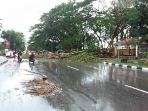 Antispasi Pohon Tumbang, DKPP Kendari akan Lakukan Peremajaan Pohon