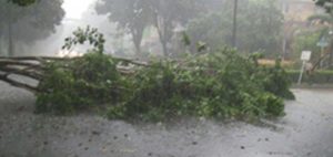 DKPP Lakukan Pembersihan Pohon Tumbang