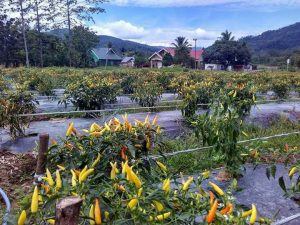 Petani Koltim Kembangkan Cabe Berbuah Lebat