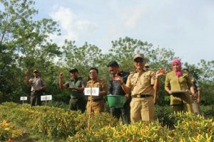 Panen Cabe, Ini Harapan Bupati Koltim