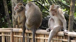 Kasus Dugaan Perdagangan Monyet Ilegal yang Jadi Viral Belum Ditangani Pihak Polda Sultra