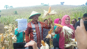 Kekurangan Sarana Penunjang, Kelompok Tani di Lalodati Butuh Perhatian Pemkot Kendari