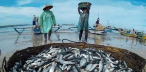 Tangkapan Ikan Nelayan Capai Puluhan Ton, Stok Ikan Kendari Diprediksi Aman