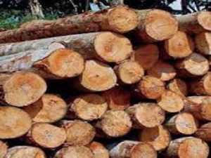 Polda Sultra Diminta Selidiki Dugaan Pelanggaran Izin pengolahan Kayu di Butur