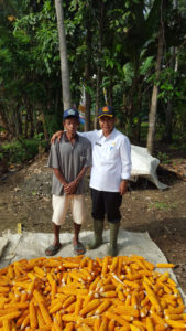 Produksi Jagung Sultra Meningkat, Capai 172.078 Ton