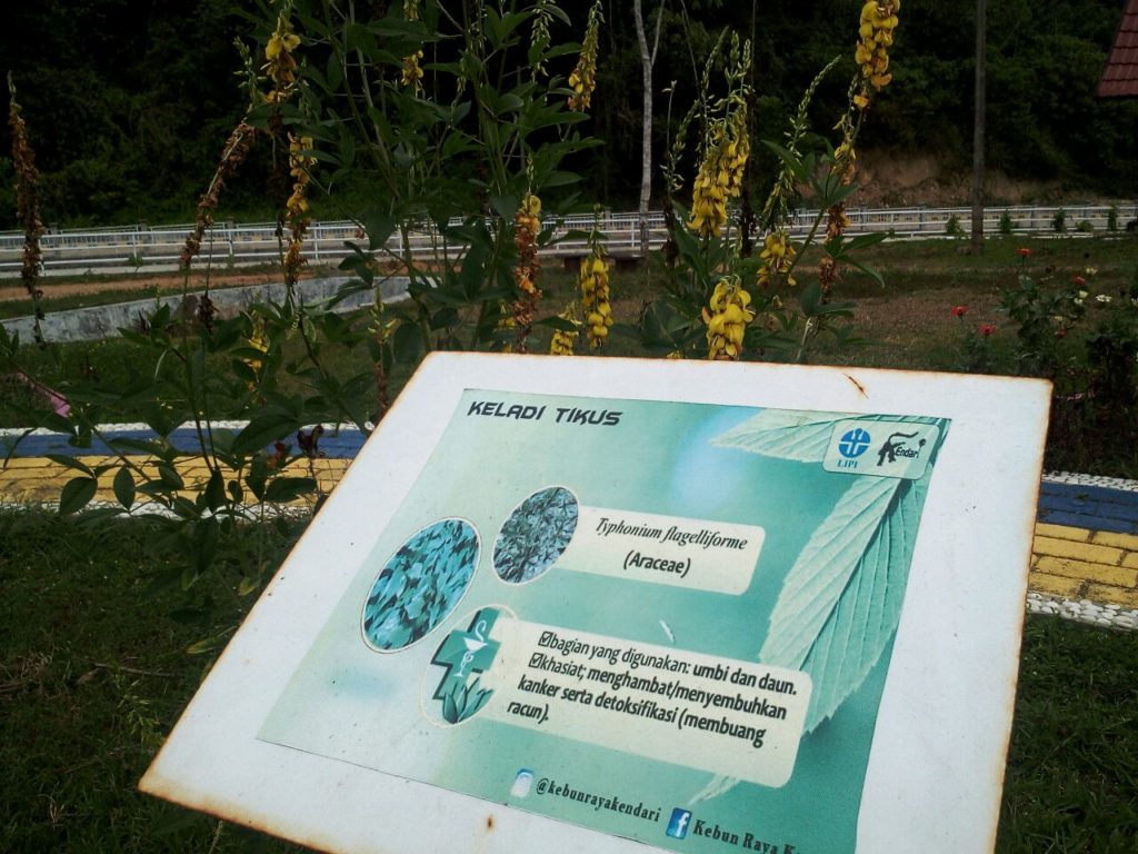 Kebun Raya Kendari Rumah Flora Fauna Lokal Sulawesi Tenggara