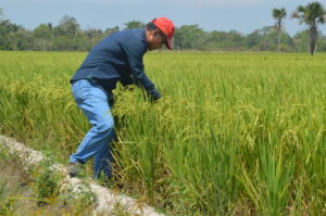 Saat ini, Iklim di Sultra Mendukung Pengembangan Tanaman Pangan