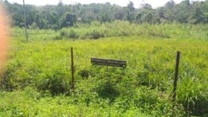 BPPT Distanak Sultra Kesulitan Rawat Tanaman Pakan