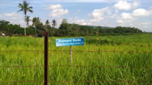 Kelola Lahan Ratusan Hektar, BPPT Distanak Sultra Kekurangan Staf