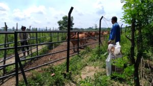 BPPT Distanak Sultra Harapkan Biaya Perawatan Tanaman Pakan dari Pemda