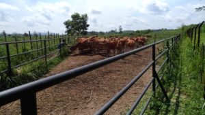 Sapi dan Ayam Jadi Komoditas Unggulan BPPT Distanak Sultra