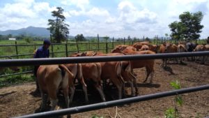 BPPT Distanak Sultra Bangun Tiga Shelter Sapi