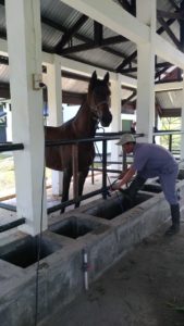 BPPT Distanak Sultra Datangkan 4 Ekor Kuda dari Manado