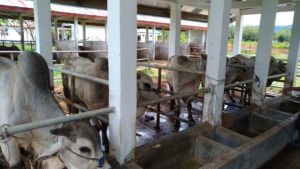 Membangun Usaha Peternakan, Diharapkan Komitmen Kuat Pemda