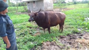 Sapi Milik BPPT Distanak Sultra Beratnya Hampir 1 Ton