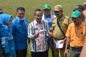 Distanak Sultra Kembangkan Penangkaran Benih Padi