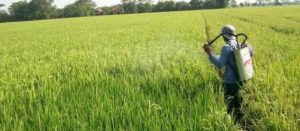 Distanak Sultra Upayakan Petani di Sultra Punya Asuransi