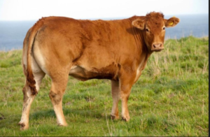 Kelebihan Sapi Hasil IB Lebih Unggul