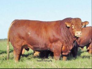 Lima Daerah Ini Unggul Produksi Sapi