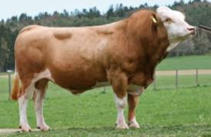 Nilai Jual Sapi Hasil IB Capai Rp8 Juta