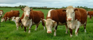 Hingga Desember 2017 Populasi Sapi di Sultra Capai 370 Ribu