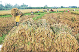 Dinas Pertanian Koltim Target 2018 Produksi Padi Meningkat