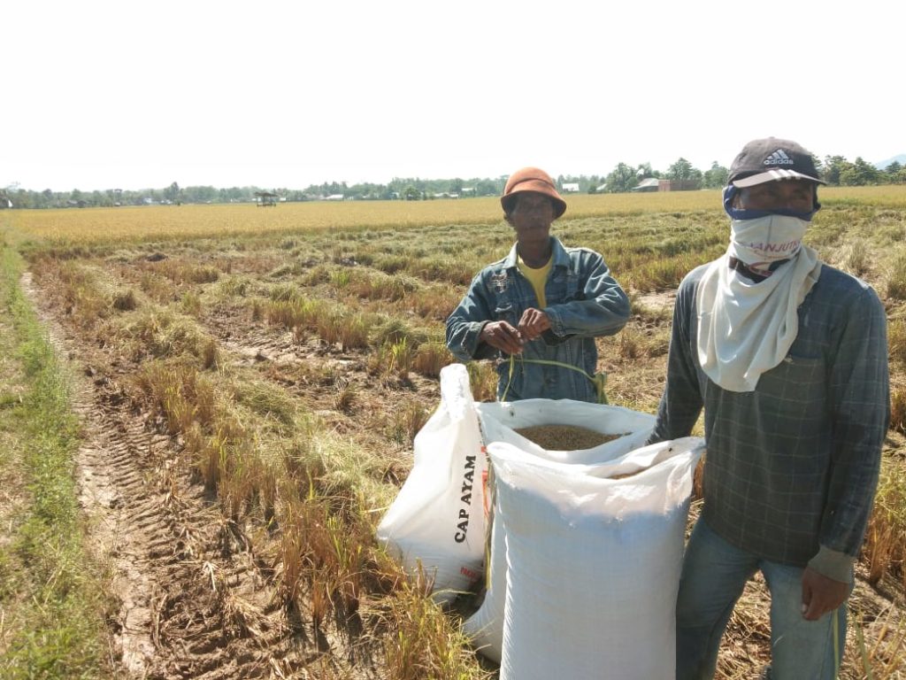 Distanak Atur Peredaran Benih di Sultra