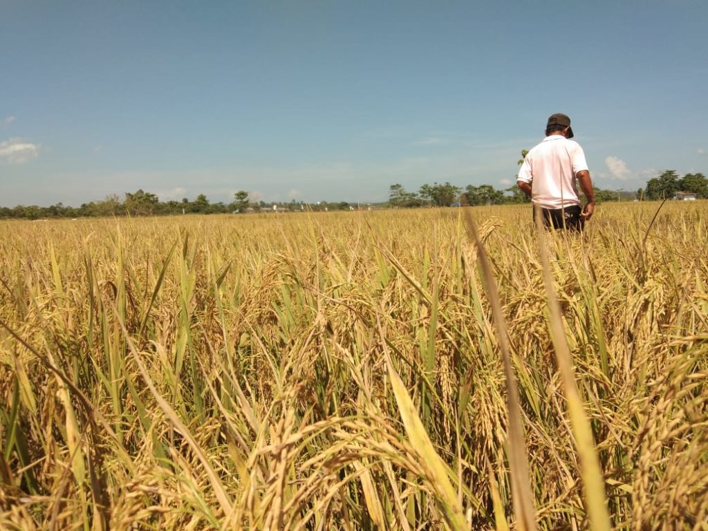 UPTD BPSBTP Distanak Sultra