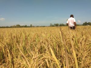 BPSBTP Kawal Program Pengembangan Padi Organik Butur