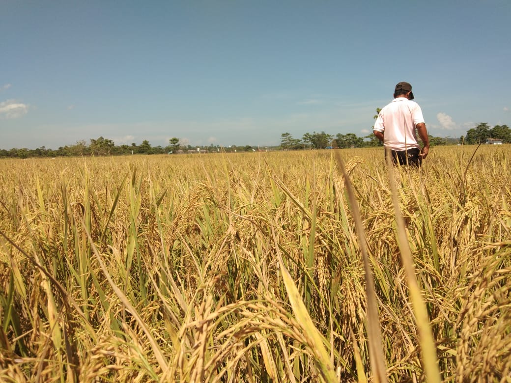 UPTD BPSBTP Distanak Sultra