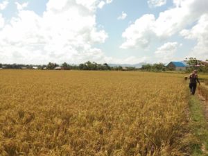 132 Hektare Lahan Sawah yang Dicetak Tiga Tahun Terakhir