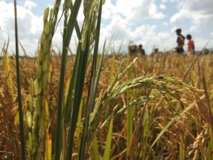 Sultra Prospek Pengembangan Benih Lokal