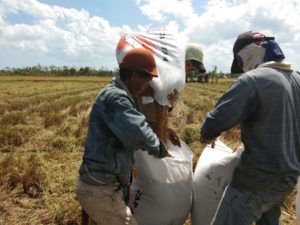 Padi Organik Varietas Kambowa Direspon Pusat