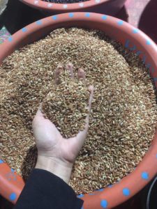 Varietas Lokal di Sultra Belum Terpublikasi