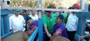 Upsus Siwab Sukses, Populasi Sapi di Konawe Capai 45.692 Ekor