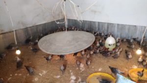 Distanak Sultra Bakal Verifikasi Kelompok Peternak Bibit Ayam di Sultra