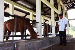 BPPT Distanak Sultra Jamin Ketersedian Pakan Ternak Kuda