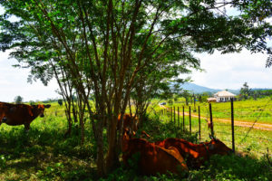 Penanganan Benar, Mempengaruhi Produktivitas Ternak