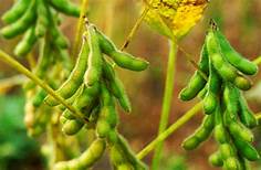 Distanak Sultra Sebut Komoditi Kedelai Masih Sulit Dikembangkan