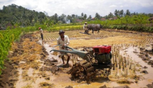 13 Kabupaten Ini Miliki Produksi Padi Terbesar di Sultra