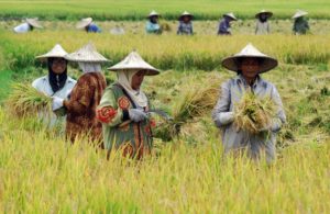 Hingga Agustus 2018 Produksi Padi Ladang di Sultra Capai 10 ribu Ton