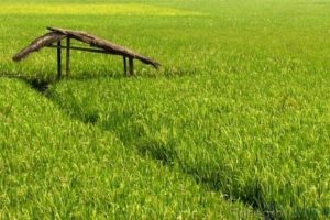 Luas Panen Padi Sawah Hingga Agustus 2018 Capai 74,82 Ribu Hektar