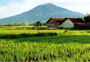 Luas Panen Padi Sawah di Sultra Tumbuh 7,28 Persen