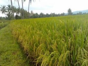 Produksi Padi Ladang Menurun Dua Tahun Terakhir
